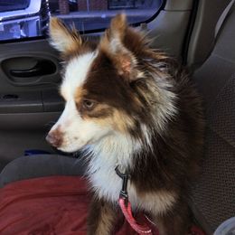 Dachshunds and Toy Australian Shepherds from LaRose Farm & Kennels