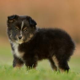 Anise - Black tri female Toy Australian Shepherd puppy in Hartman, Arkansas from Southern Edition Aussies