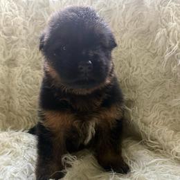 Blue collar - Black and red male German Shepherd puppy in London, Ohio from Rose Trail Siberian’s