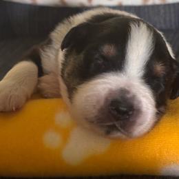 Ike - Black tri-color male Australian Shepherd puppy in Morrow, Ohio from OakHaven Acres Aussies