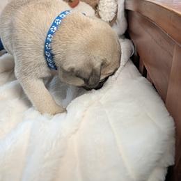 Carl - Fawn male Pug puppy in Vancouver, Washington from Swift Pugs