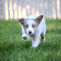 Australian Shepherd, Miniature American Shepherd, Miniature Australian Shepherd, and Toy Australian Shepherd Puppies from Painted Blue Aussies