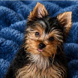 Johnny - Black and tan male Yorkshire Terrier puppy in Grafton, West Virginia from Gemstone Kennel