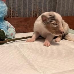 Collie Puppies from A/K Rough Collies