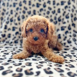 Ronnie - Red male Cavapoo puppy in Warrensburg, Missouri from Supreme Doodles