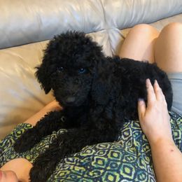 Labradoodle Puppies from Hippie Hollow Doodles