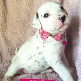 Charlie (Hot Pink Collar Female) - White and black female Dalmatian puppy in Raymondville, Missouri from Wagner's Dalmatian's