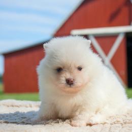 Cera - Cream female Pomeranian puppy in Bethel, Ohio from J&A Poms
