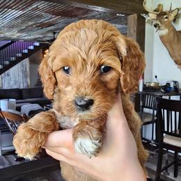 Fillmore - Red  male Goldendoodle puppy in Forest, Ohio from Mini Doodle Buddies