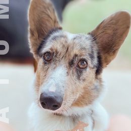 Tatum - American Corgi