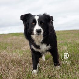 Gin - Australian Shepherd