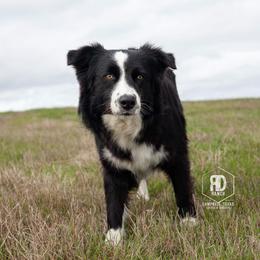 Gin - Australian Shepherd