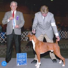 Boxer Puppies from Archangel Boxers
