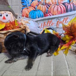 Dark Blue Collar Male - Black and silver male German Shepherd puppy in Cadet, Missouri from Working Valley Shepherds
