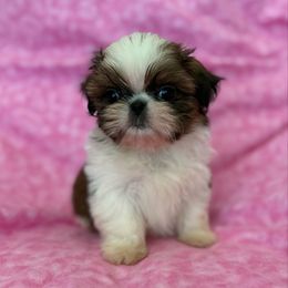 Truffles - Gold and white female Shih Tzu puppy in Shawnee, Oklahoma from Black Velvet Shih Tzu