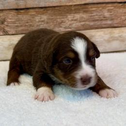 Willa - Red tri female Miniature Australian Shepherd puppy in Midway, Texas from L Bar W Aussie Ranch