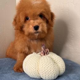 Boy 1 - Red male Maltipoo puppy in Bakersfield, California from Silvia's Maltipoos