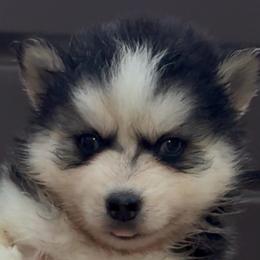 Amber - Black and white female Pomsky puppy in Spring Hill, Florida from PDQ Pomskies