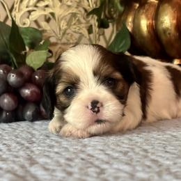 Charles - Black gold and white male Cavatzu puppy in Oklahoma from Rocky Oak Cavaliers & Biewer Terriers LLC