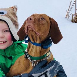 Cedar - Vizsla