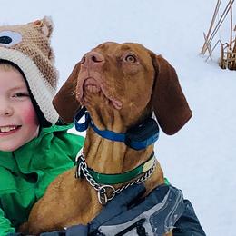 Cedar - Vizsla