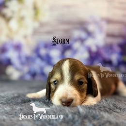 Storm - Cream male Dachshund puppy in Rainier, Oregon from Doxies in Wonderland