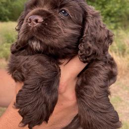 Cocker Spaniel Puppies from Chocolate Cocker Spaniels