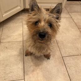 Gypsy - Cairn Terrier