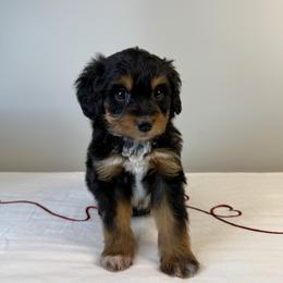 Sven - Black tri-color male Aussiedoodle puppy in Adams, Nebraska from Boxcar Doodles and Poodles