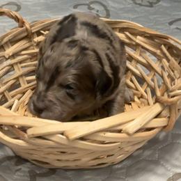 Trixie - Chocolate merle female Bernedoodle puppy in Williston, Florida from Tera Caldwell