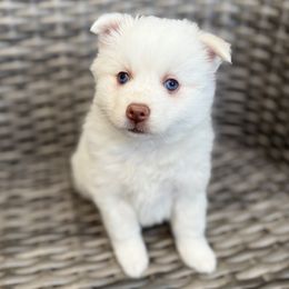 Meringue - White female Pomsky puppy in Hudson, New Hampshire from Granite State Pomskies