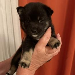 Zoro - Black and tan male Shiba Inu puppy in Tamarac, Florida from The Queen of Shibas