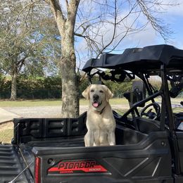 Bruce  - Labrador Retriever