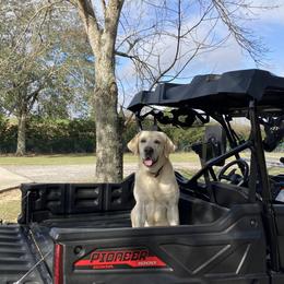 Bruce  - Labrador Retriever