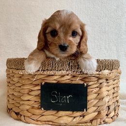 Cavapoo Puppies from Pinewood Cavapoos