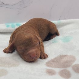 Milo - Red  male Poodle puppy in Kannapolis, North Carolina from Carolina Poodle Palace