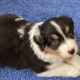Minimal Blue Merle Male - Blue merle male Australian Shepherd puppy in Diamond Springs, California from Two Rivers Aussies