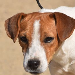 Rocket - Parson Russell Terrier