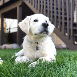 Golden Retriever Puppies from Sleepy Morning Goldens