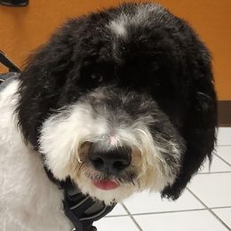 Goldendoodle All Grown Up from Goldendoodles of Arizona