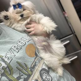 Charming - Maltese