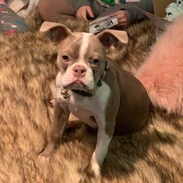 Nelson - Boston Terrier