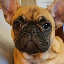 French Bulldogs from T&R frenchies