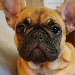 French Bulldogs from T&R frenchies