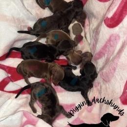 Rain - Piebald female Dachshund puppy in Denison, Texas from Digging Dachshunds