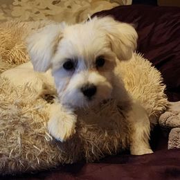 Olivia - Maltese