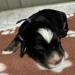 Purple - Tri-color male Bernedoodle puppy in Petersburg, Michigan from Brittany’s Mini Bernedoodles