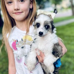 Chinese Crested Puppies from Ciao Bella Chinese Cresteds