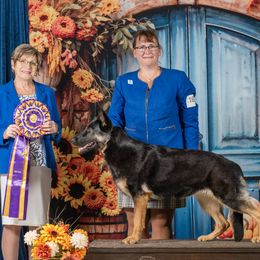 German Shepherds from Katzel Kennel