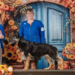 German Shepherds from Katzel Kennel